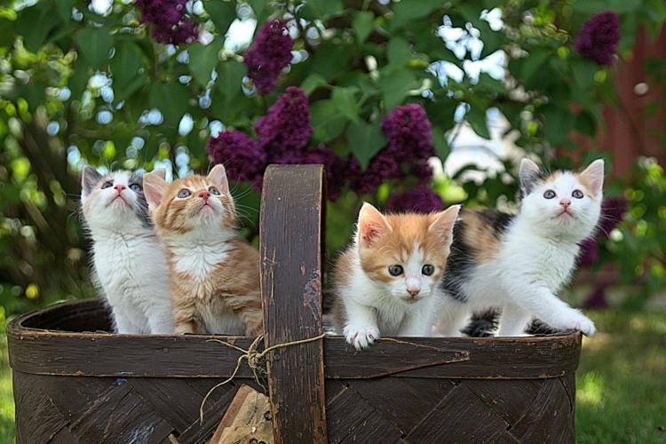 Selain Angora, Ini 12 Jenis Kucing Peliharaan Terfavorit dan Populer