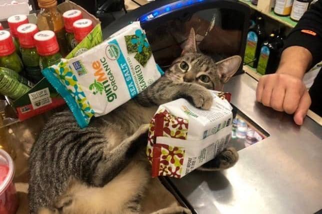 twitter.com/bodegacats_