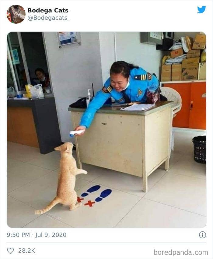 twitter.com/bodegacats_