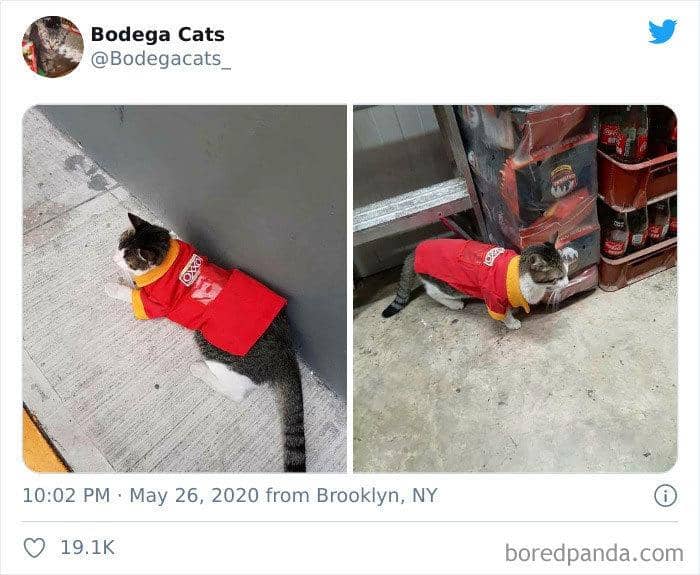 twitter.com/bodegacats_