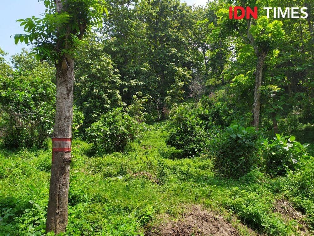 IDN Times/Fariz Fardianto