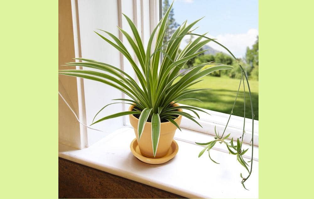 Shopee.com/gufron.indah.tanaman