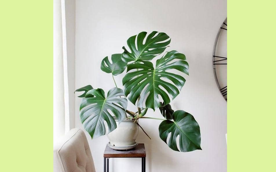 Bukalapak.com/majumakmur