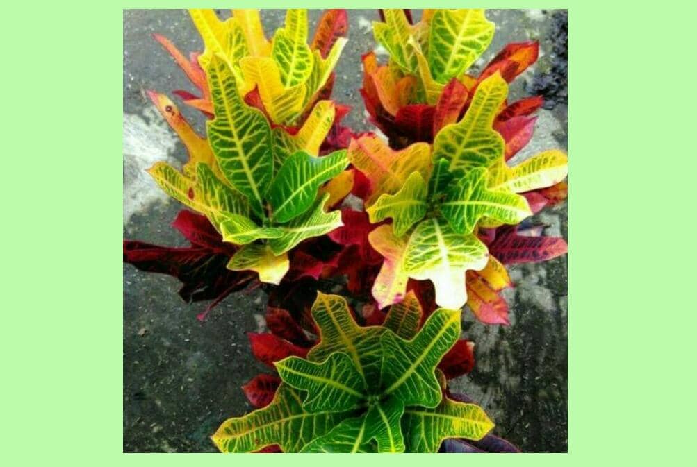 Tokopedia.com/mikaila_flora