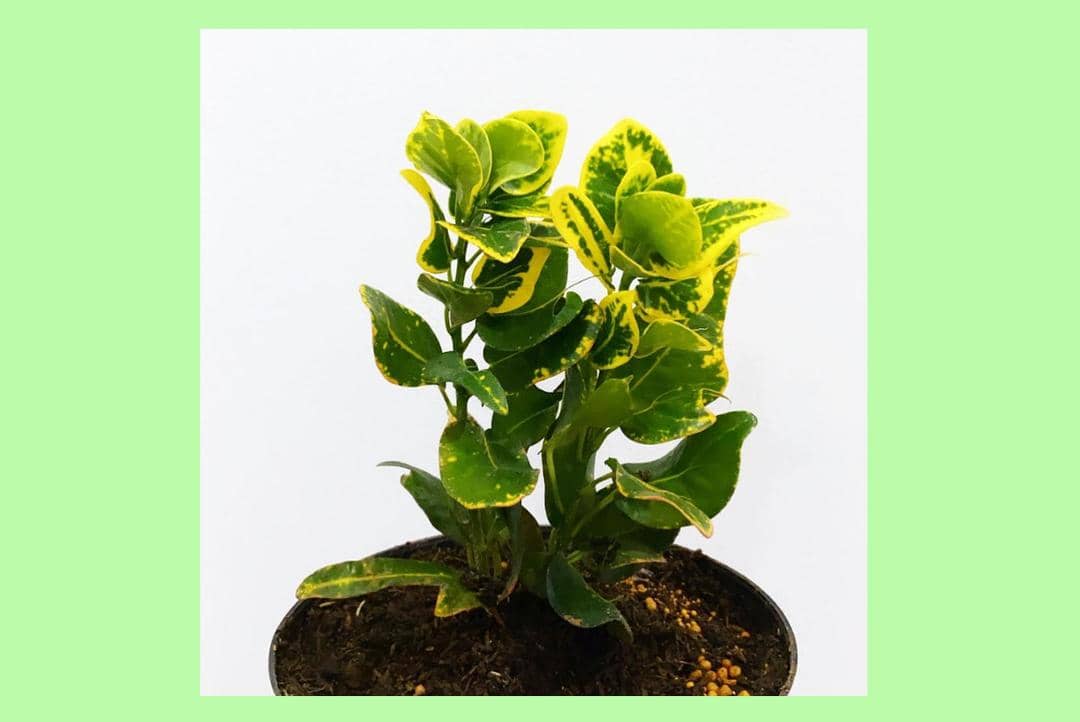 Tokopedia.com/se_koen_toem