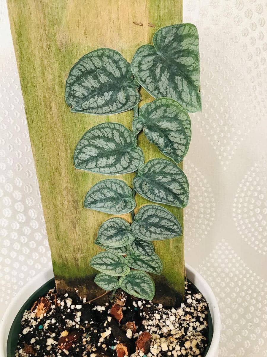 plantandpemperin.com