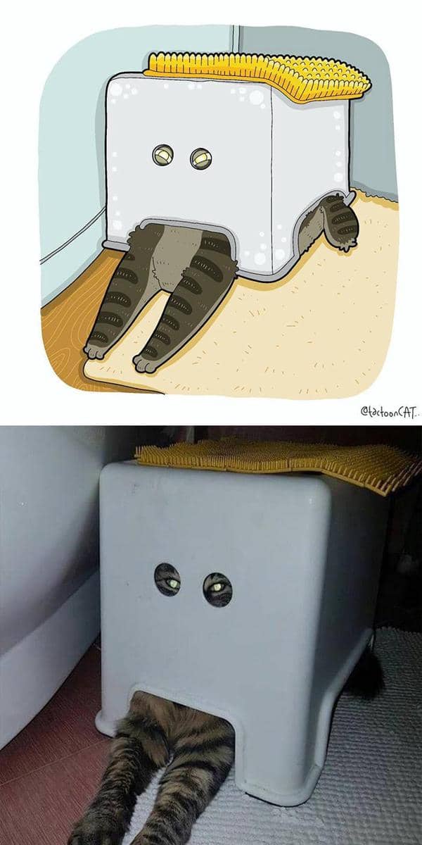 Instagram.com/tactooncat