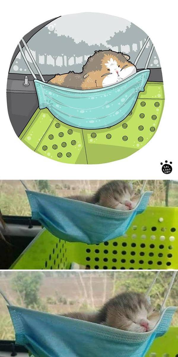 Instagram.com/tactooncat