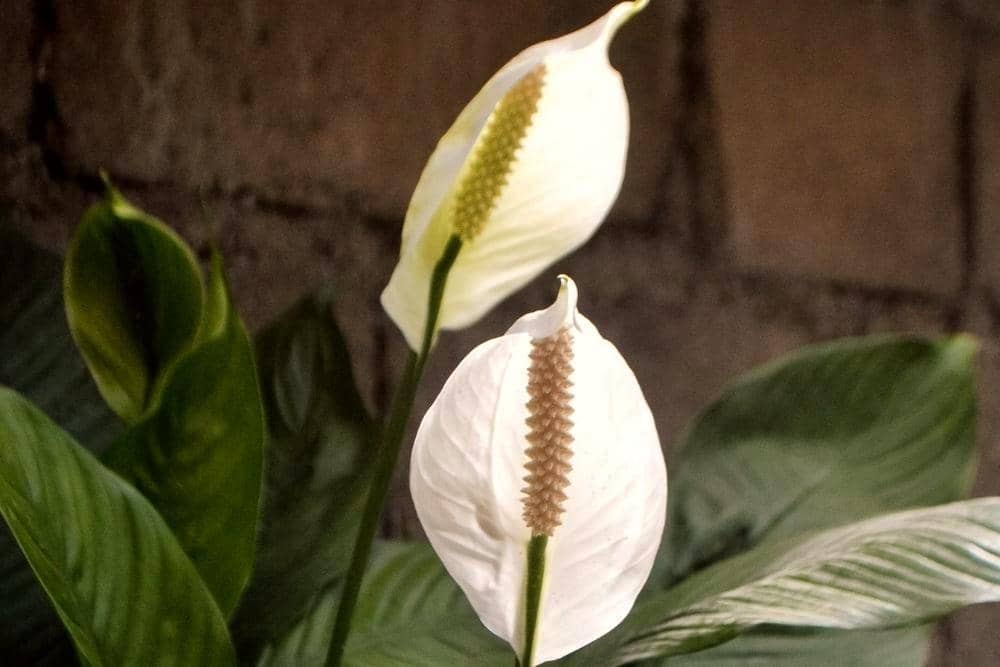 unsplash.com/MariaEliz