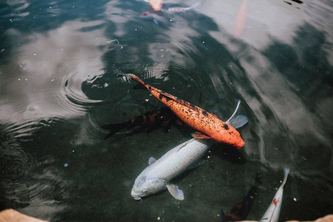 Unsplash.com/Hayden Scott