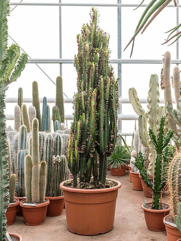 nieuwkoop-europe.com