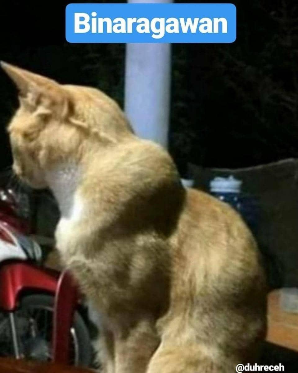 Instagram.com/duhreceh