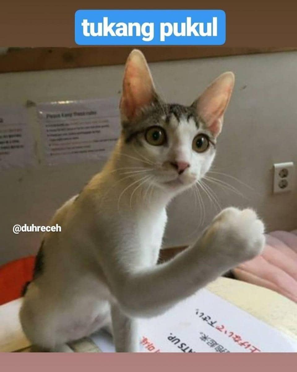 Instagram.com/duhreceh