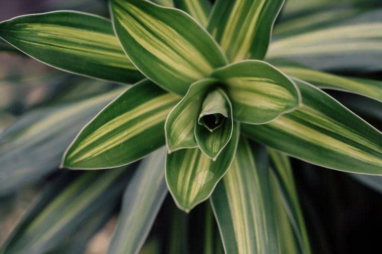 dracaenamidindia.com