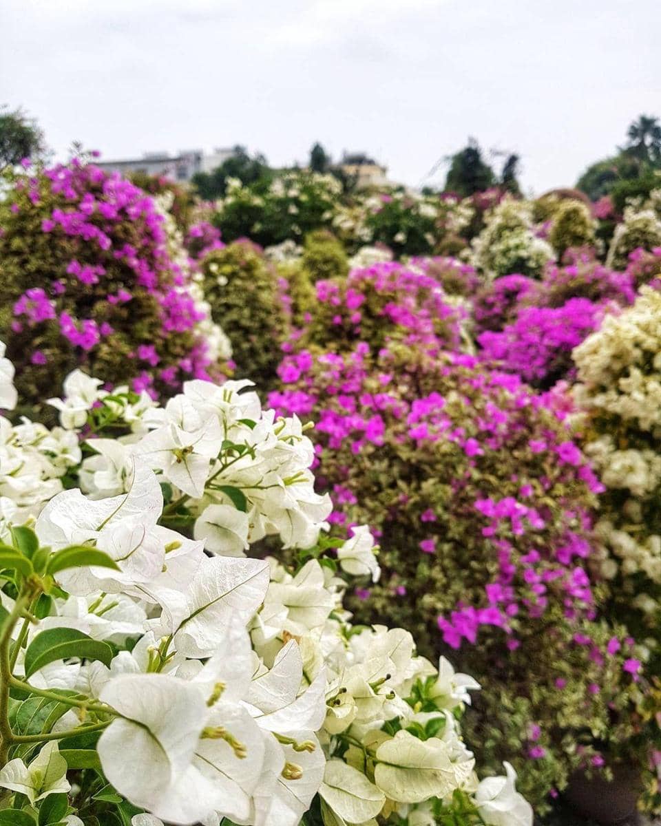 instagram.com/ hsieh__eva