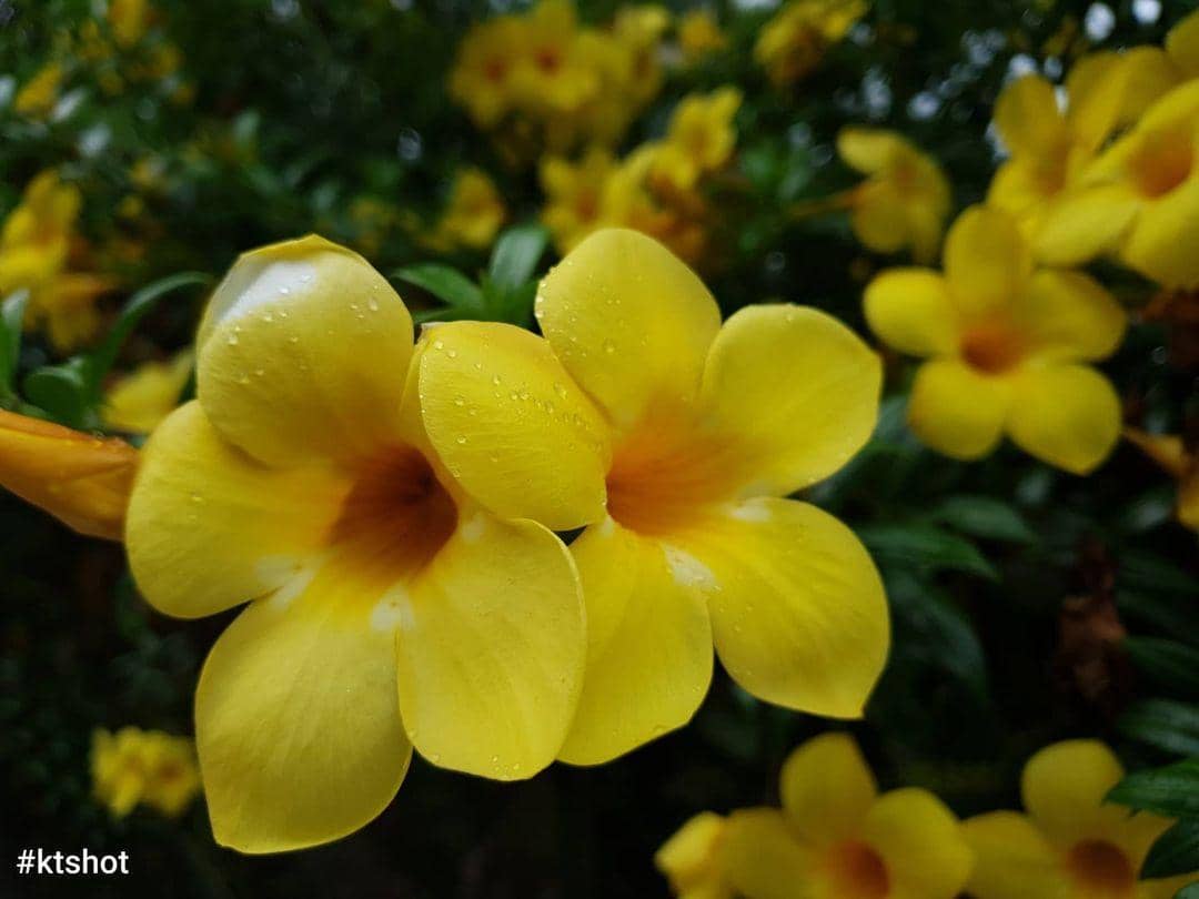 instagram.com/ kt.cactus