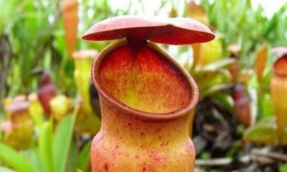 Pinterest.com/SSuryawan