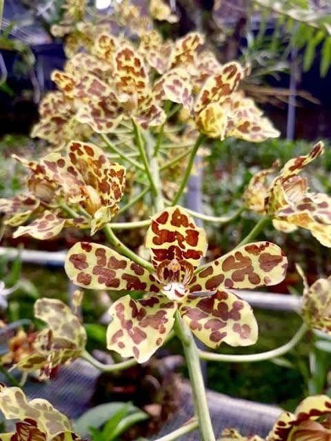 Pinterest.com/SSuryawan