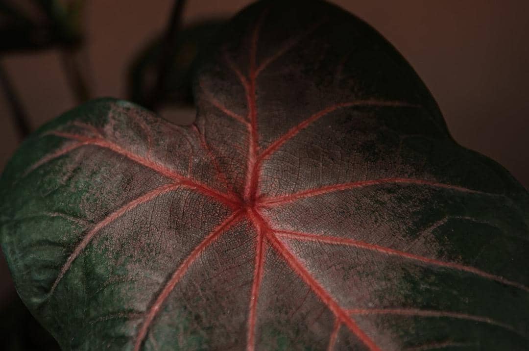 pexels.com/Ali Khalil