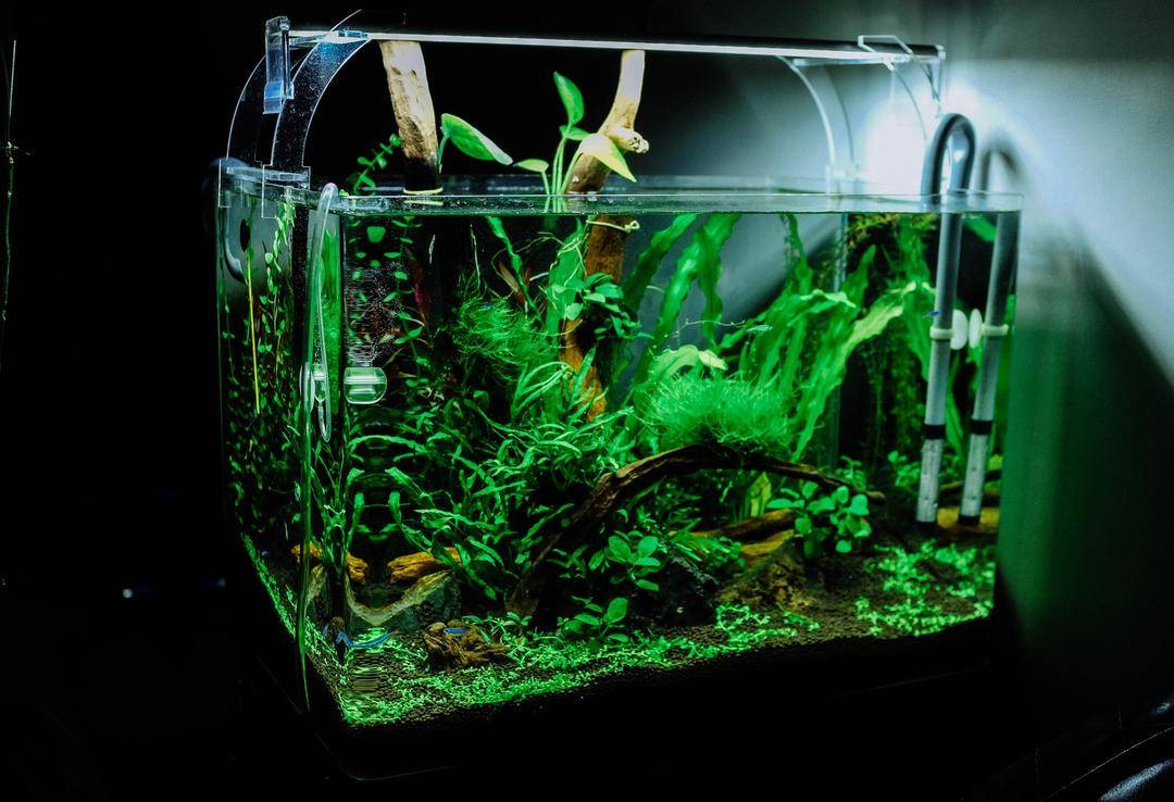 Jadi Hiasan Rumah nan Cantik, Ini Cara Membuat Aquascape Sendiri