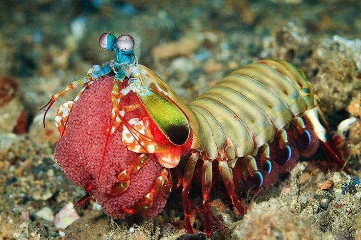 Pinterest.com/Flickr