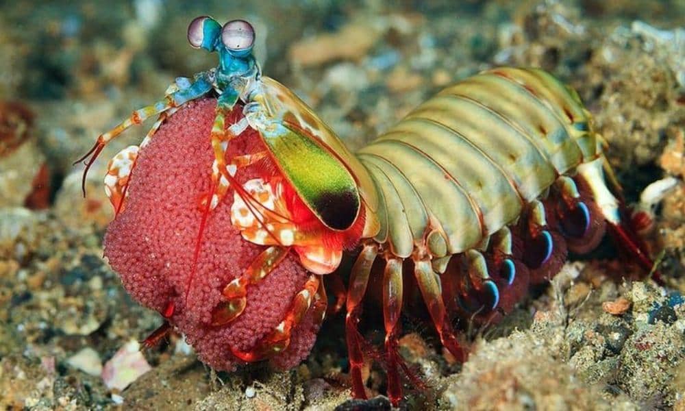 Pinterest.com/Flickr