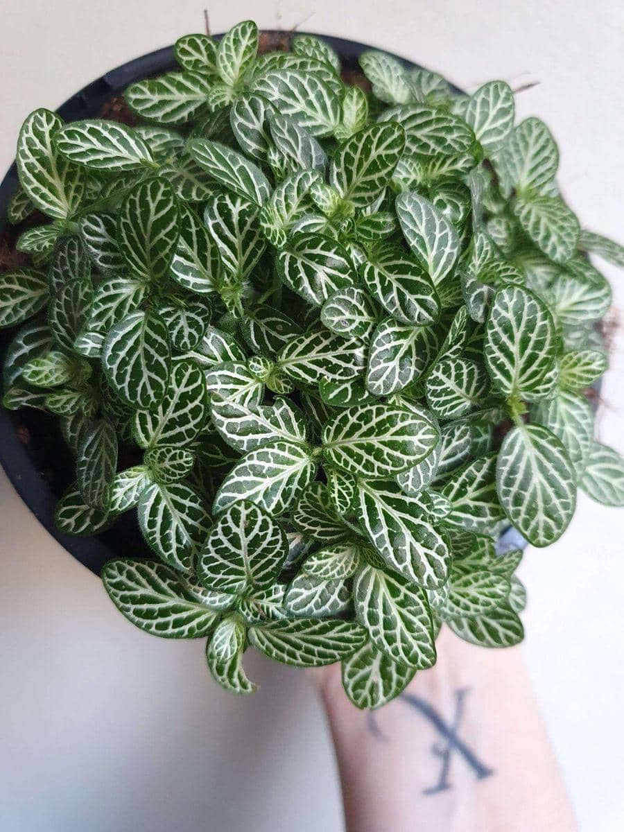 verdantdwellings.com.au