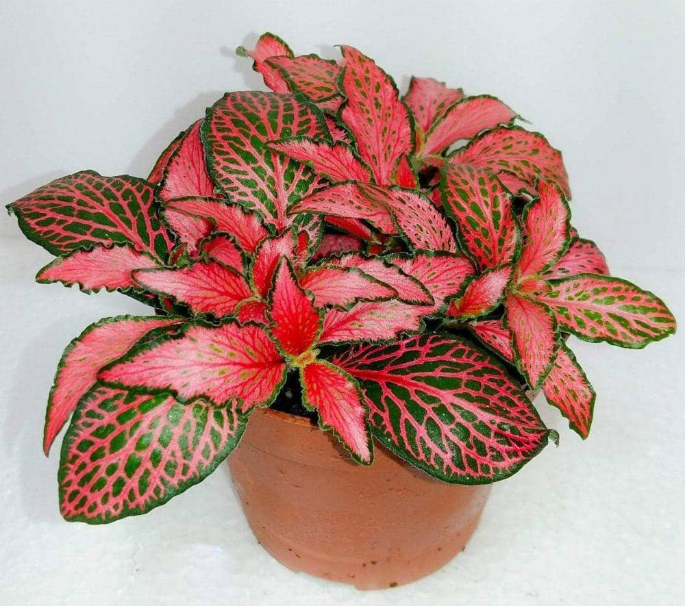 gardengoodsdirect.com