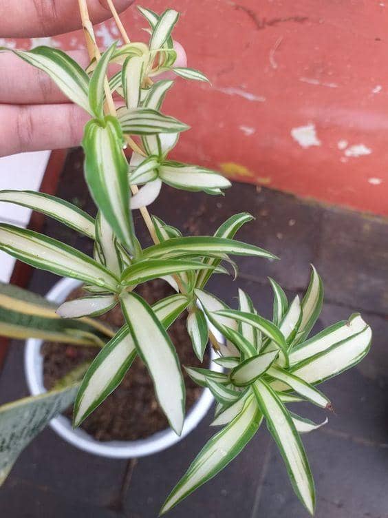 pinterest.com/krisena dhina