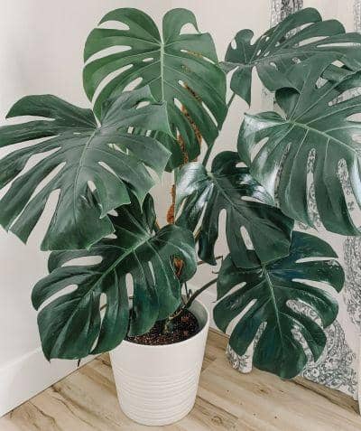 pinterest.com/theplantylife