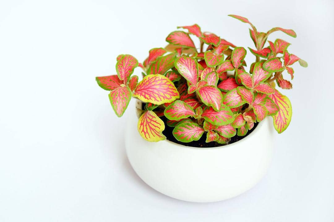 Unsplash.com/Yingchih