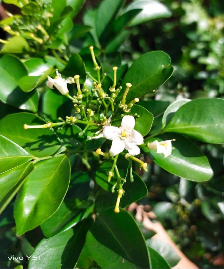 popbela.com/AyuUtami