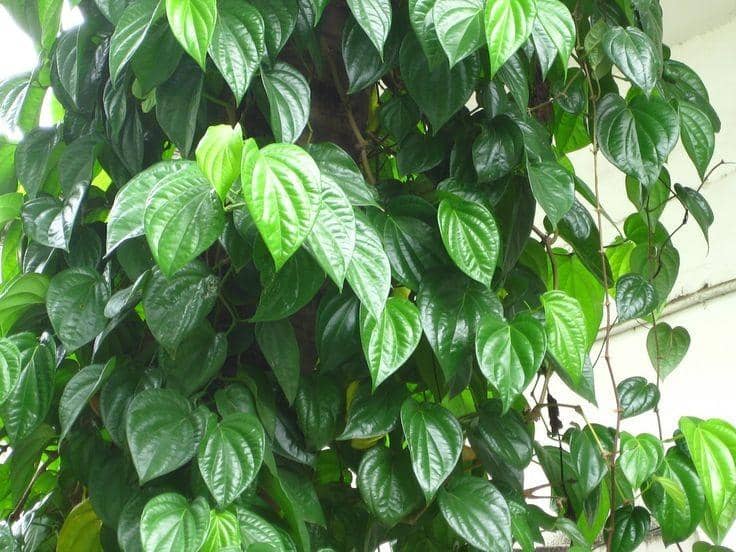 Pinterest.com/Manfaat buah daun dan akar terpopuler