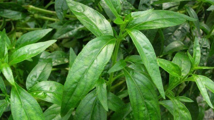 Pinterest.com/Dharma sehat