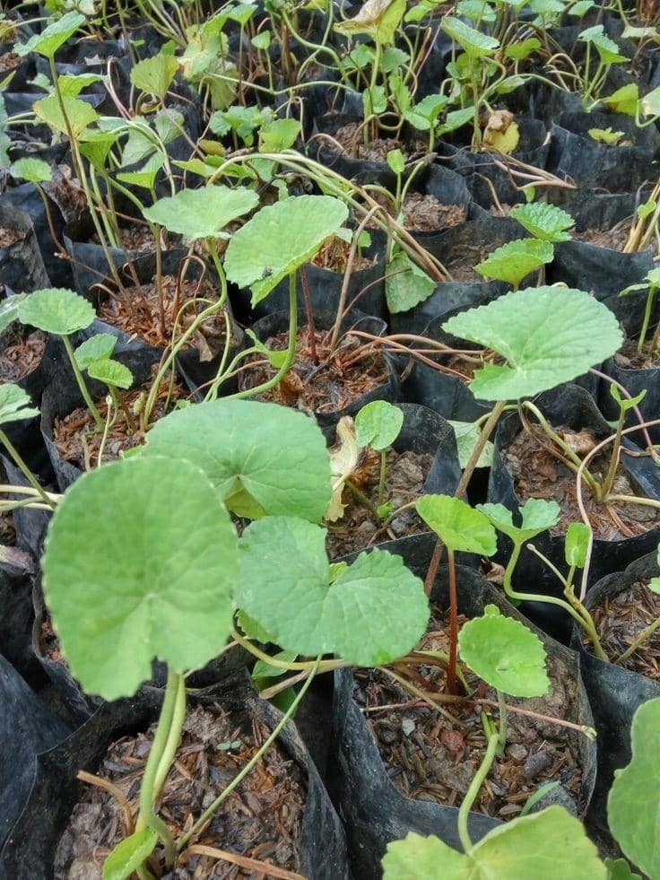 Pinterest.com/Daunpegangan.com