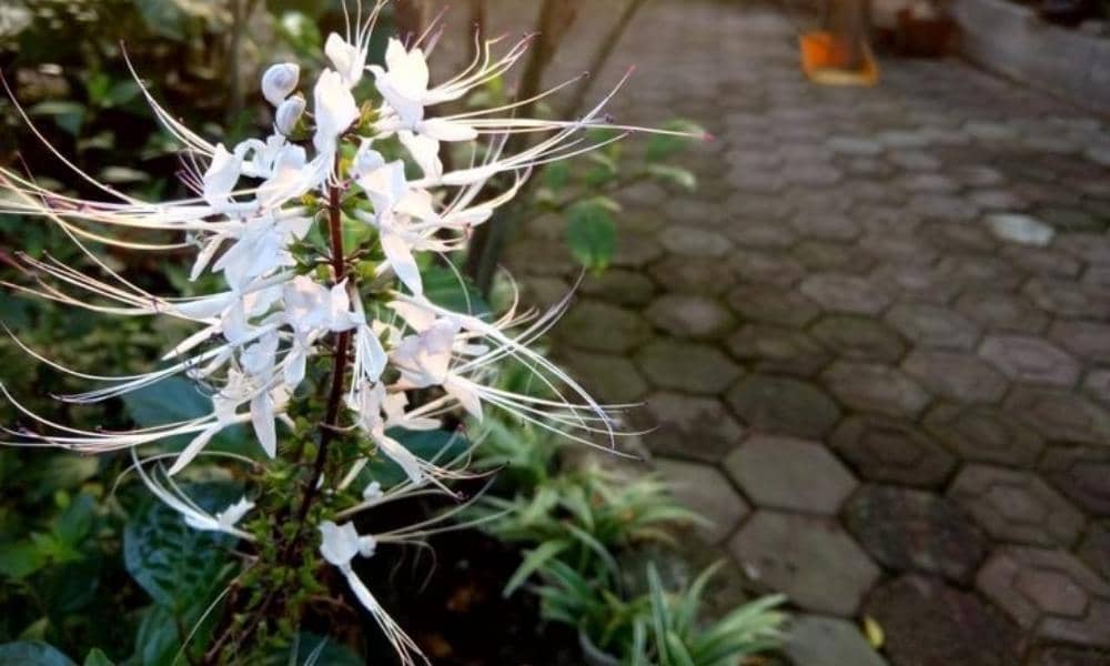 Pinterest.com/Fathia Qudsy