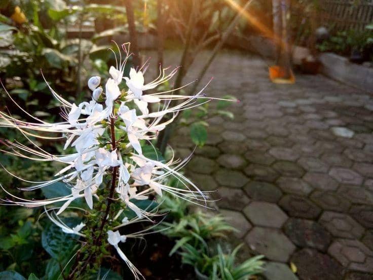 Pinterest.com/Fathia qudsy