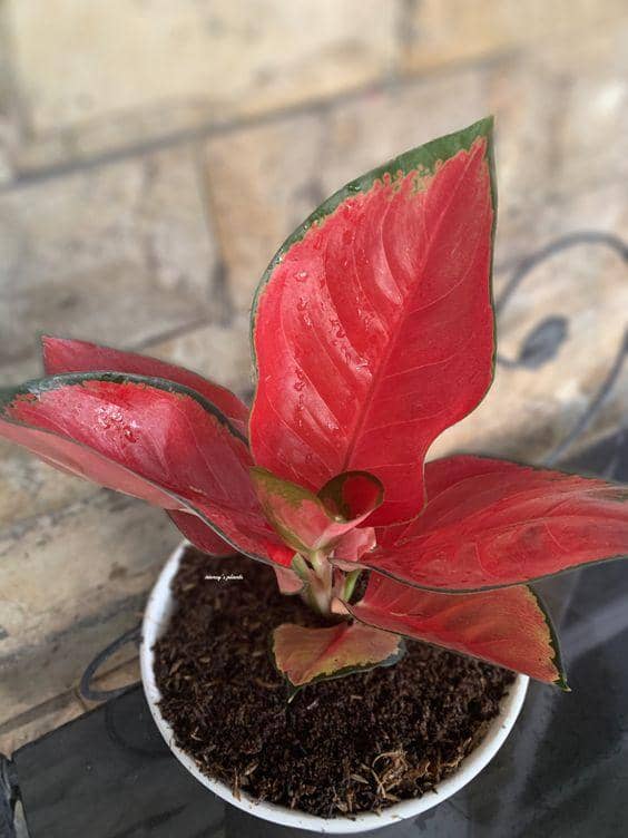 instagram.com/nancymartharia