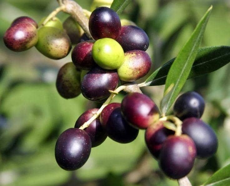 Pinterest.com/Budidayaku