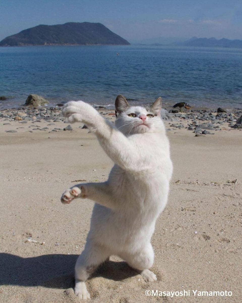 instagram.com/tachineko.ym