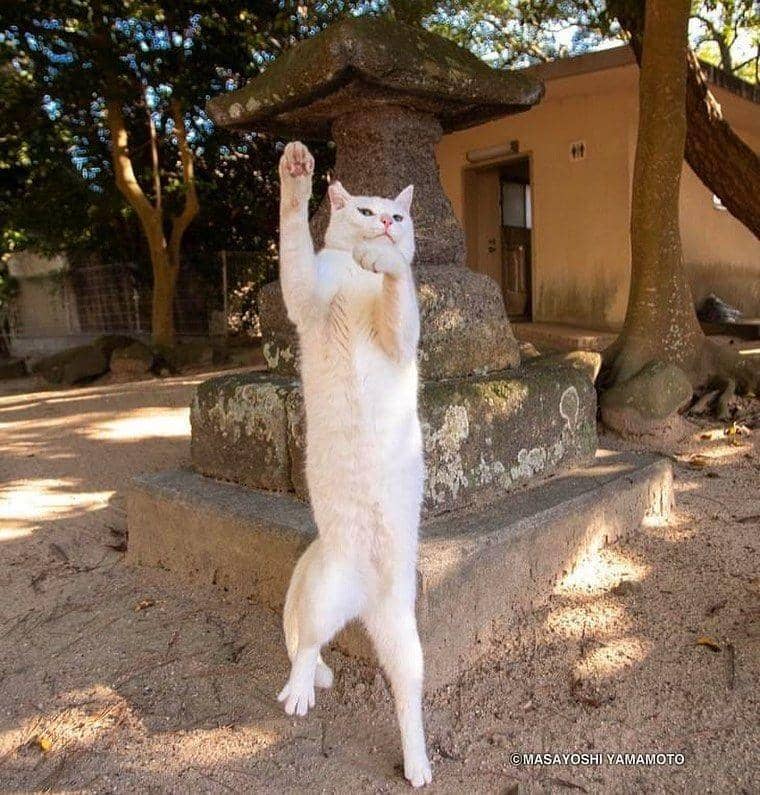 instagram.com/tachineko.ym