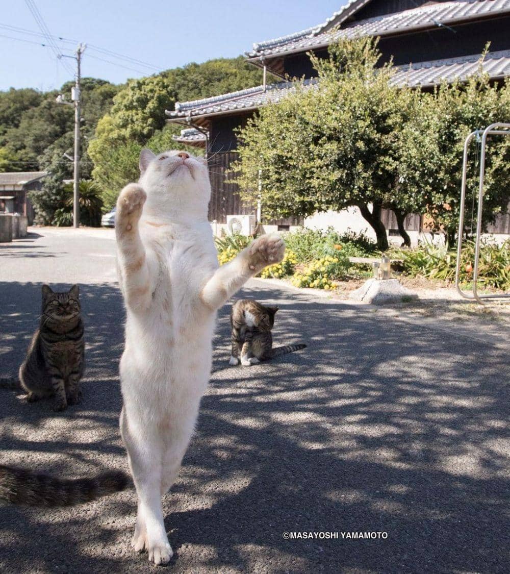 instagram.com/tachineko.ym