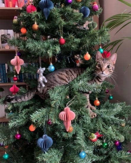 twitter.com/charl_crabtree