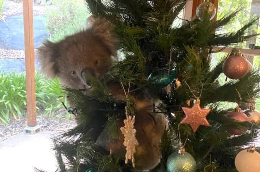 twitter.com/Booeymojo