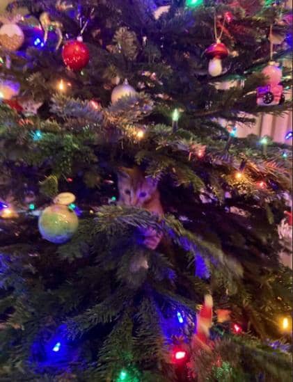 twitter.com/chamiltonbbc