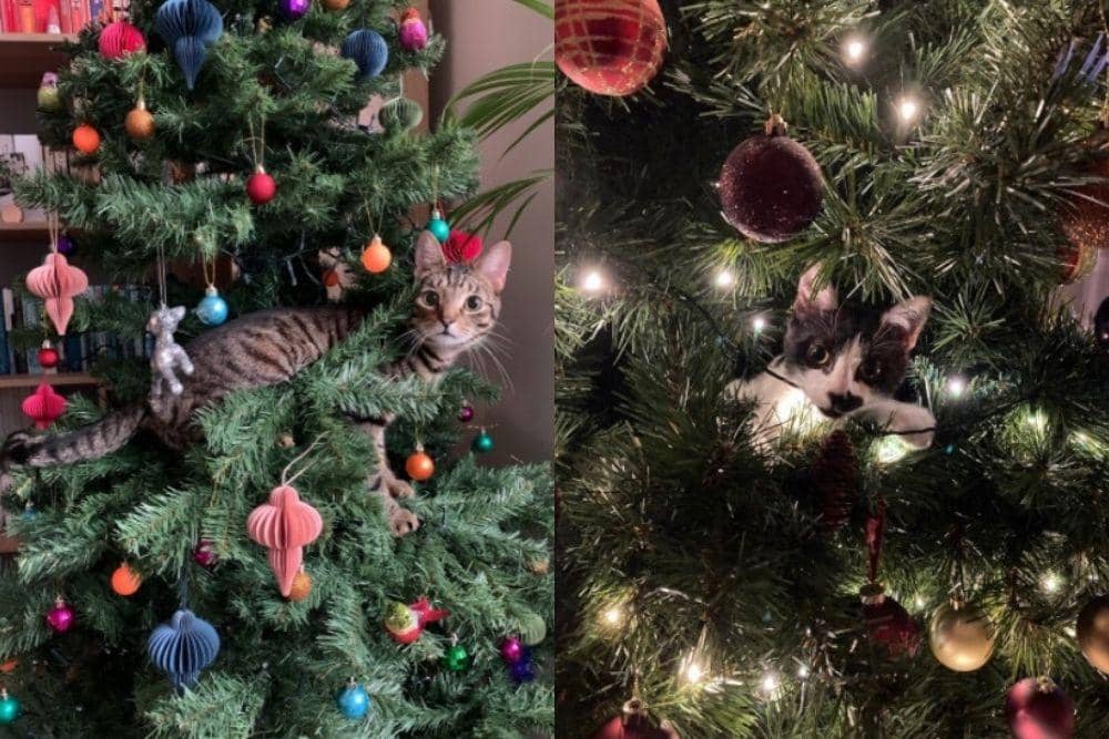 Twitter.com/markmleach