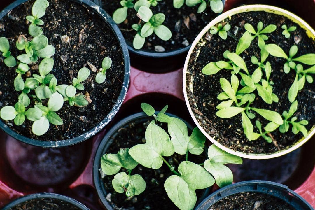 Pexels.com/Markus Spike