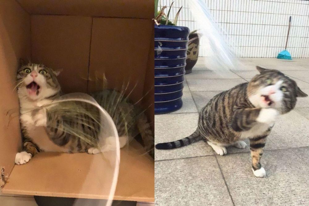 11 Reaksi Kucing Lebay Ini Pas Banget Buat Meme