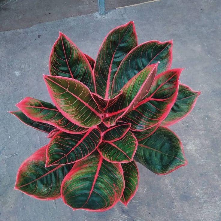 Pinterest.com/Instagram