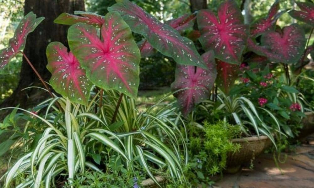 Pinterest.com/LeJardient